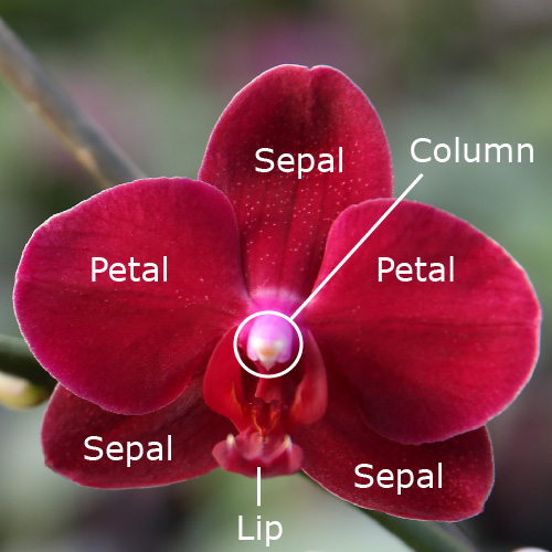 The Anatomy of an Orchid Flower Orchid Plant Care