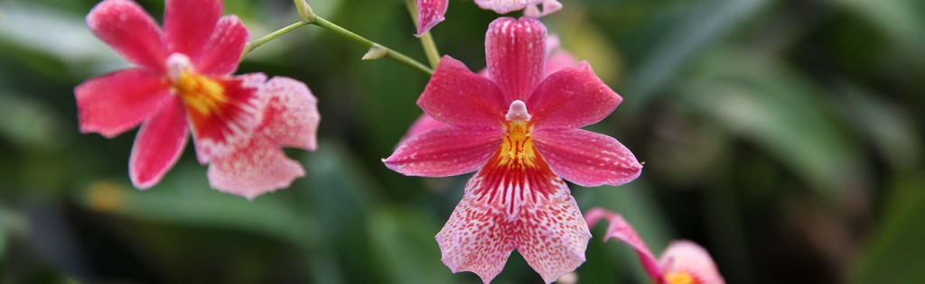 Seven Little Known Orchid Facts - Orchid Plant Care